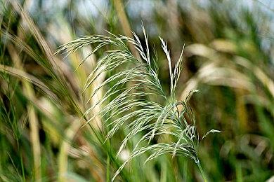 《第一后裔》新角色伊内斯介绍 白毛御姐性感致命