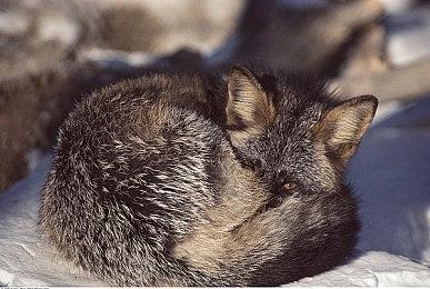 《使命召唤18》日本首发零售销量不及前作一半