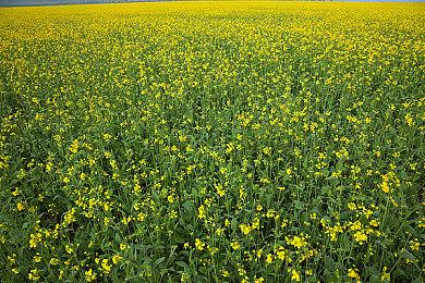 《德州电锯杀人狂》发售 经典电影改编登陆多平台